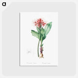 アートポストカード-Blood lily illustration - ピエール ジョゼフ ルドゥーテ Postcard.