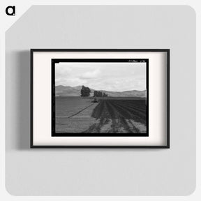 アートポスター-Sugar beet field showing tractor with plowshare attached and Mexican operator - ドロテア ラング Poster.