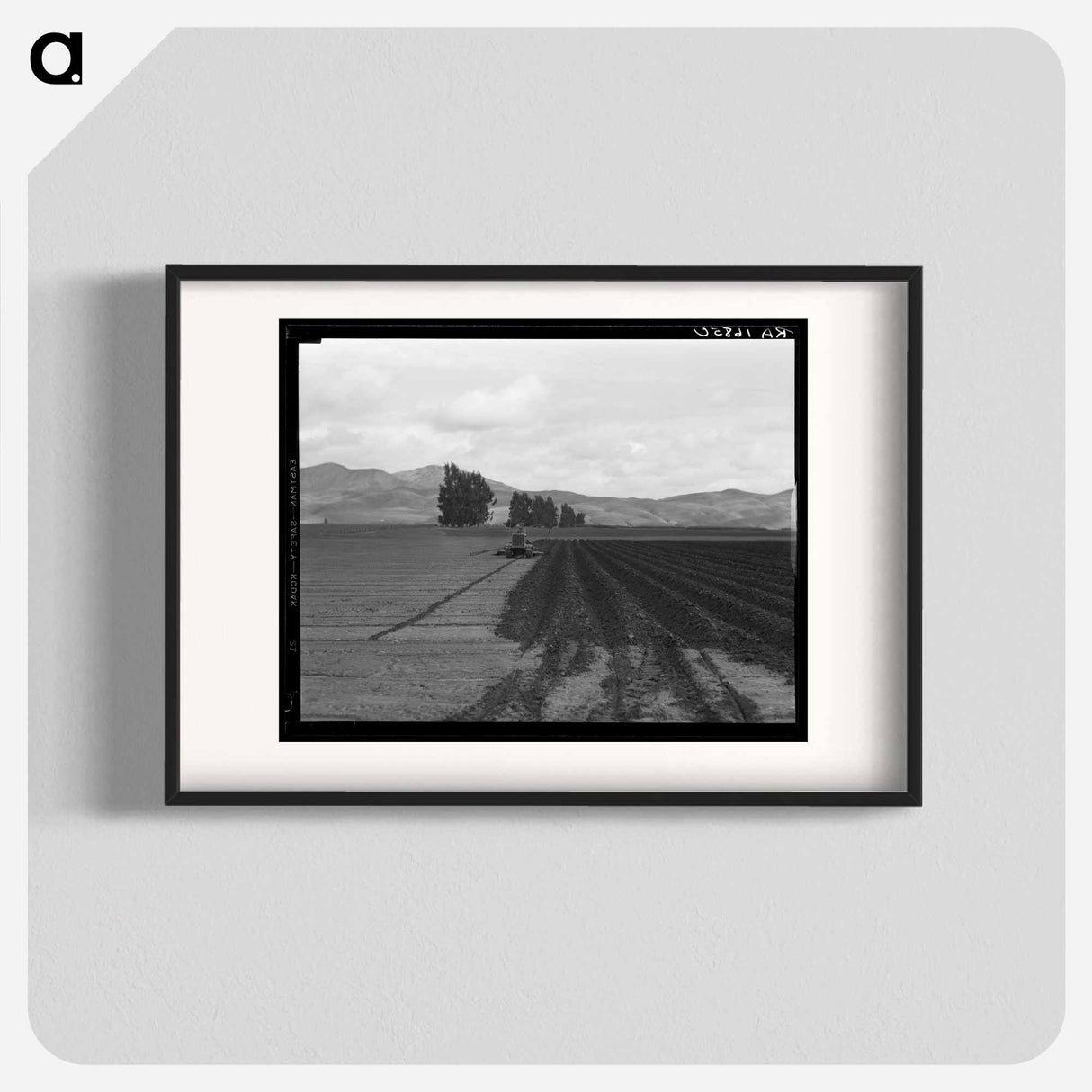 Sugar beet field showing tractor with plowshare attached and Mexican operator - Dorothea Lange Poster.