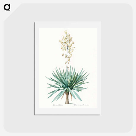 アートポストカード-Adam's needle - ピエール ジョゼフ ルドゥーテ Postcard.