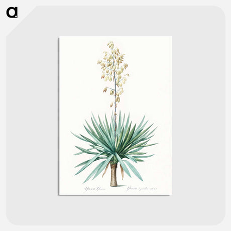 アートポストカード-Adam's needle - ピエール ジョゼフ ルドゥーテ Postcard.