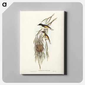 アートパネル-Painted Honey-eater
 - ジョン グールド Canvas.