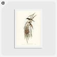 アートポストカード-Painted Honey-eater
 - ジョン グールド Postcard.