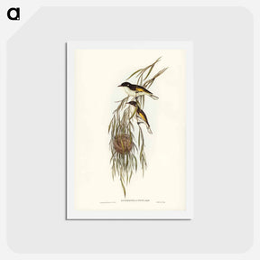 アートポストカード-Painted Honey-eater
 - ジョン グールド Postcard.