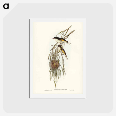 アートポストカード-Painted Honey-eater
 - ジョン グールド Postcard.