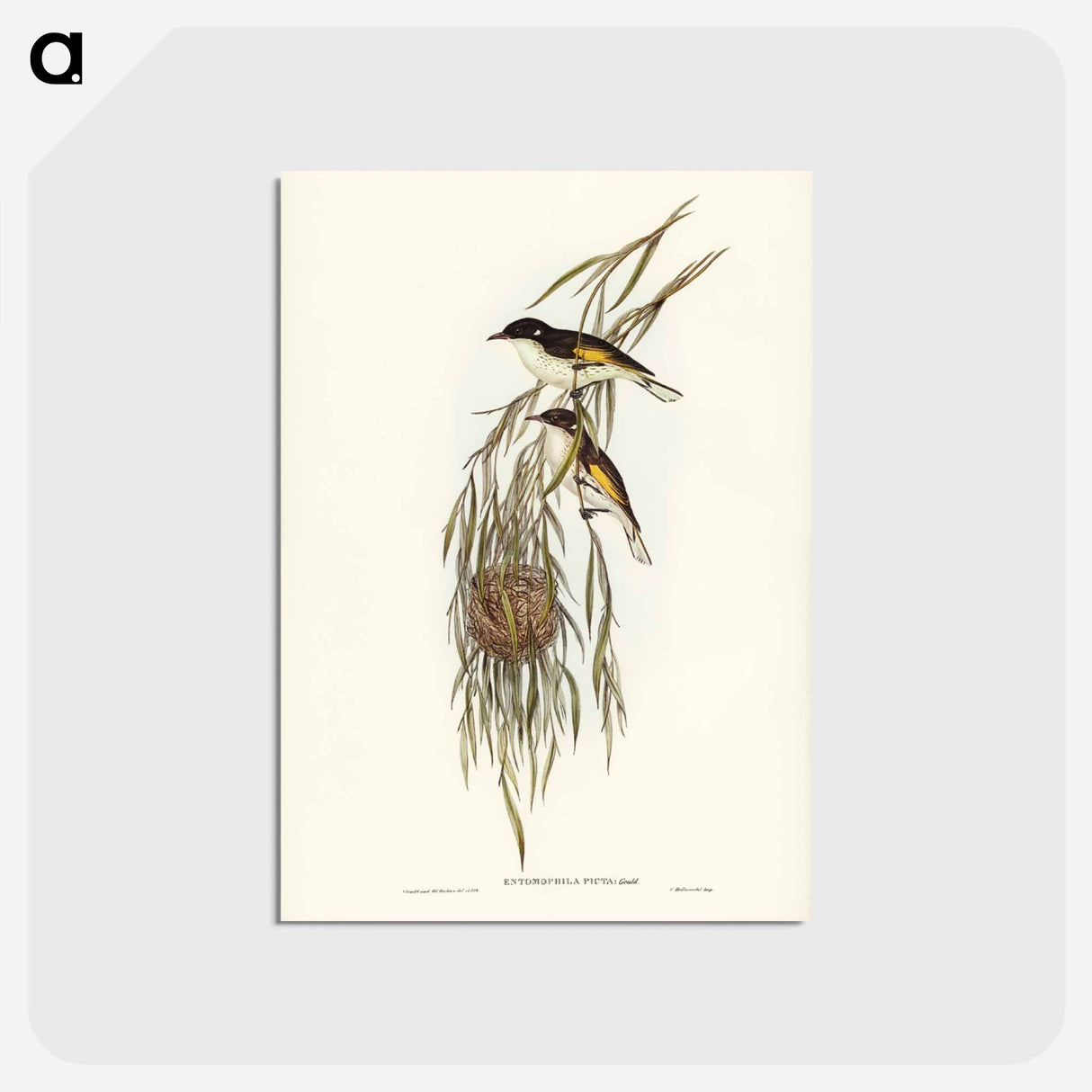アートポストカード-Painted Honey-eater
 - ジョン グールド Postcard.