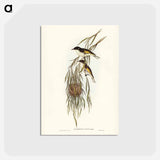 アートポストカード-Painted Honey-eater
 - ジョン グールド Postcard.