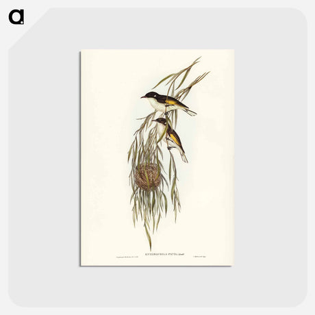 アートポストカード-Painted Honey-eater
 - ジョン グールド Postcard.