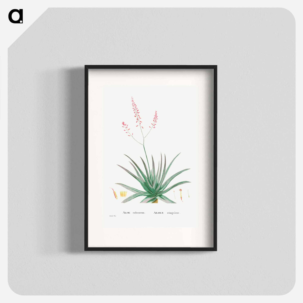 Aloe Rubescens (Aloe Vera) - Pierre Joseph Redouté Poster.
