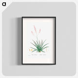 Aloe Rubescens (Aloe Vera) - Pierre Joseph Redouté Poster.