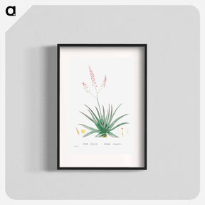 アートポスター-Aloe Rubescens (Aloe Vera) - ピエール ジョゼフ ルドゥーテ Poster.
