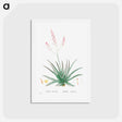 アートポストカード-Aloe Rubescens (Aloe Vera) - ピエール ジョゼフ ルドゥーテ Postcard.