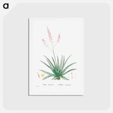 アートポストカード-Aloe Rubescens (Aloe Vera) - ピエール ジョゼフ ルドゥーテ Postcard.
