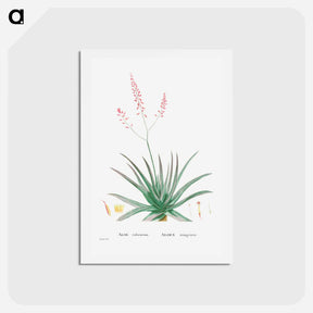 アートポストカード-Aloe Rubescens (Aloe Vera) - ピエール ジョゼフ ルドゥーテ Postcard.