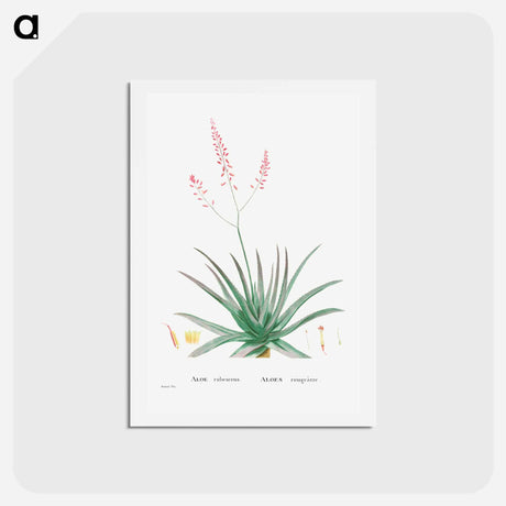 アートポストカード-Aloe Rubescens (Aloe Vera) - ピエール ジョゼフ ルドゥーテ Postcard.