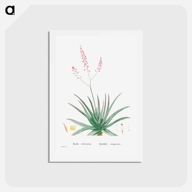 アートポストカード-Aloe Rubescens (Aloe Vera) - ピエール ジョゼフ ルドゥーテ Postcard.