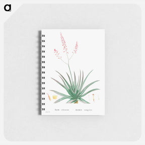 アートメモ帳-Aloe Rubescens (Aloe Vera) - ピエール ジョゼフ ルドゥーテ Memo.