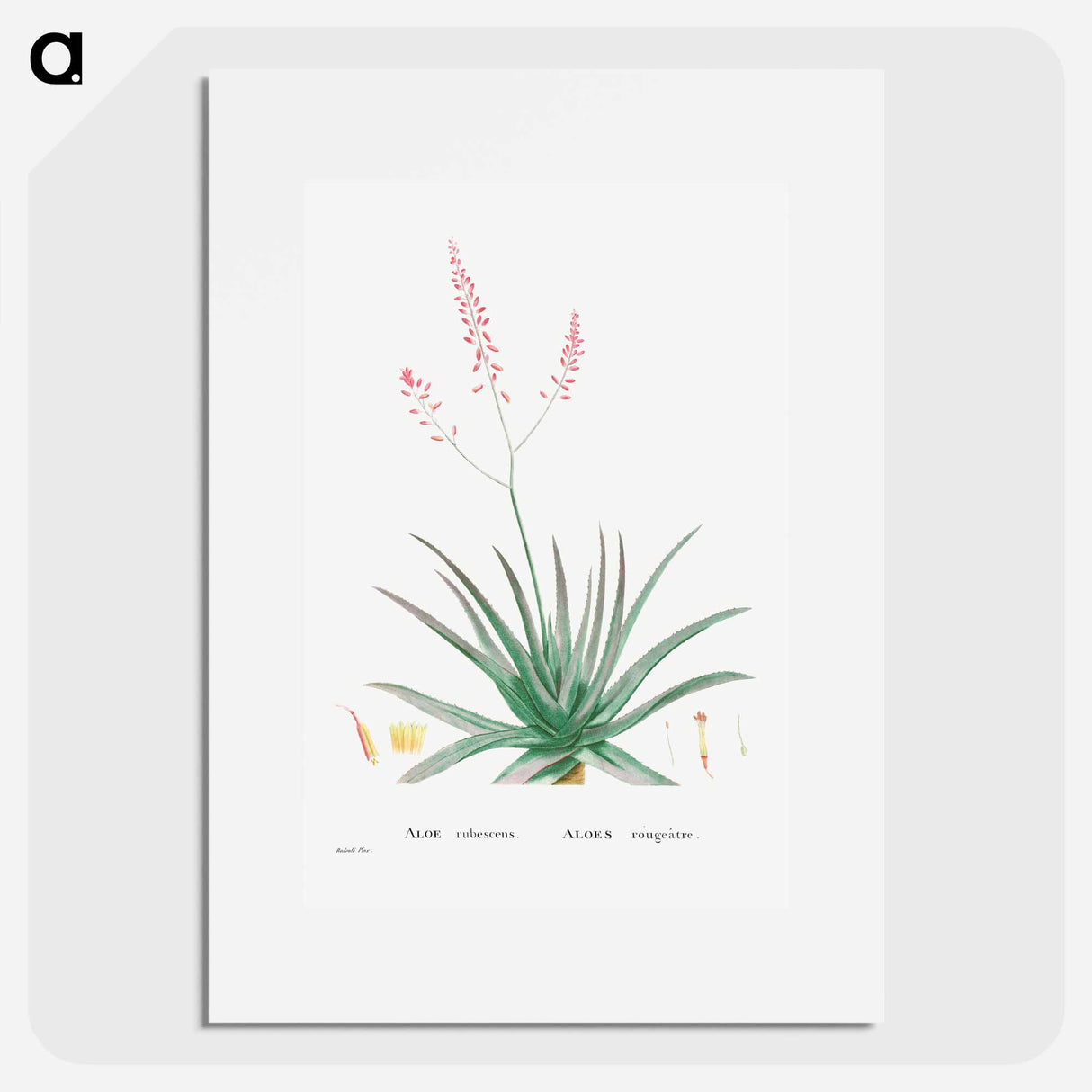 Aloe Rubescens (Aloe Vera) - Pierre Joseph Redouté Poster.