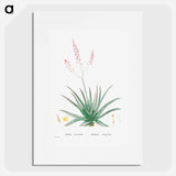 Aloe Rubescens (Aloe Vera) - Pierre Joseph Redouté Poster.