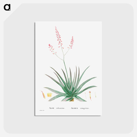 アートポストカード-Aloe Rubescens (Aloe Vera) - ピエール ジョゼフ ルドゥーテ Postcard.