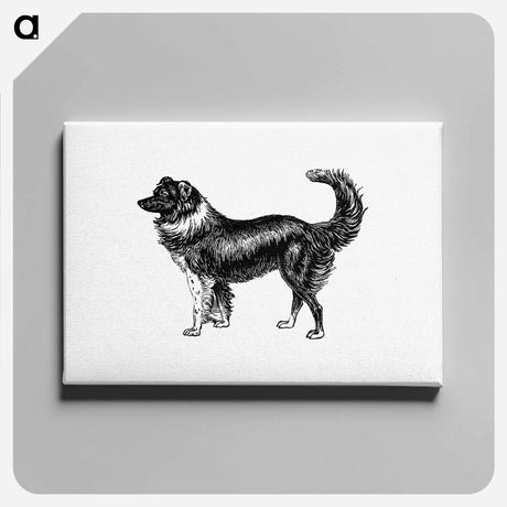 アートパネル-Dog
 - 大英図書館 Canvas.