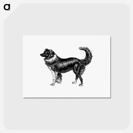 アートポストカード-Dog
 - 大英図書館 Postcard.