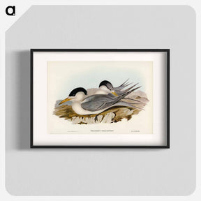 アートポスター-Torres' Straits' Tern
 - ジョン グールド Poster.