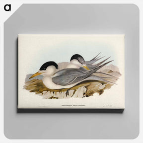 アートパネル-Torres' Straits' Tern
 - ジョン グールド Canvas.