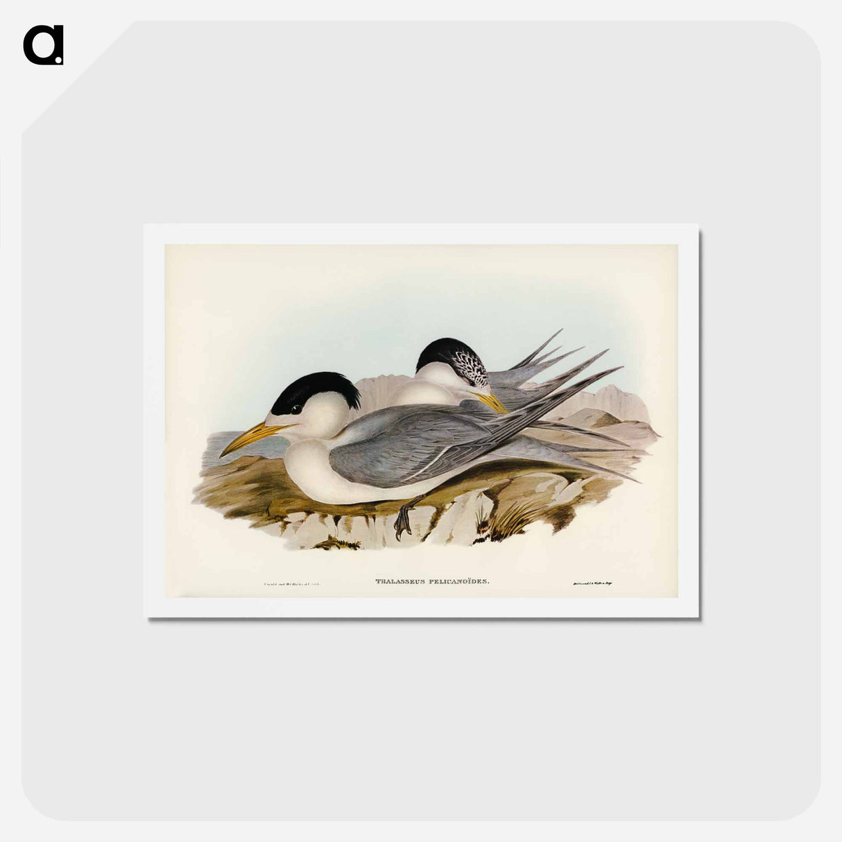 アートポストカード-Torres' Straits' Tern
 - ジョン グールド Postcard.