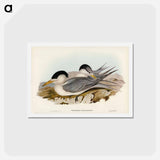 アートポストカード-Torres' Straits' Tern
 - ジョン グールド Postcard.