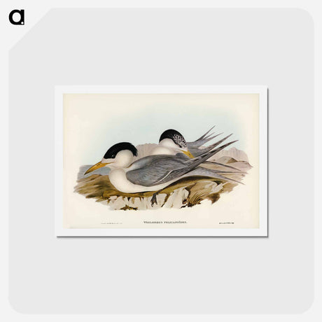 アートポストカード-Torres' Straits' Tern
 - ジョン グールド Postcard.