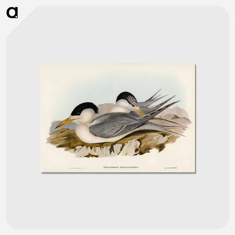 アートポストカード-Torres' Straits' Tern
 - ジョン グールド Postcard.