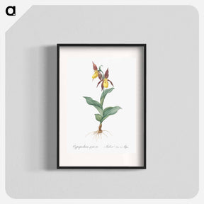 アートポスター-Lady's slipper orchid illustration - ピエール ジョゼフ ルドゥーテ Poster.