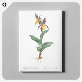 Lady's slipper orchid illustration - ピエール ジョゼフ ルドゥーテ Canvas.