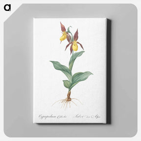 アートパネル-Lady's slipper orchid illustration - ピエール ジョゼフ ルドゥーテ Canvas.