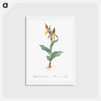 アートポストカード-Lady's slipper orchid illustration - ピエール ジョゼフ ルドゥーテ Postcard.