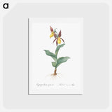 アートポストカード-Lady's slipper orchid illustration - ピエール ジョゼフ ルドゥーテ Postcard.