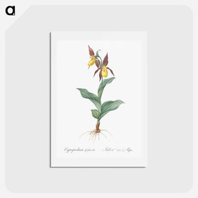 アートポストカード-Lady's slipper orchid illustration - ピエール ジョゼフ ルドゥーテ Postcard.