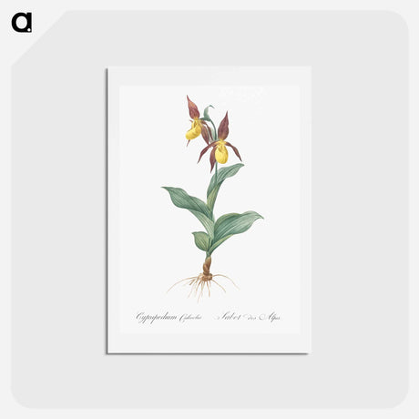 アートポストカード-Lady's slipper orchid illustration - ピエール ジョゼフ ルドゥーテ Postcard.