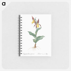 アートメモ帳-Lady's slipper orchid illustration - ピエール ジョゼフ ルドゥーテ Memo.