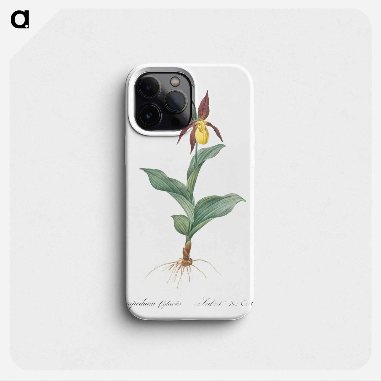 Lady's slipper orchid illustration - ピエール ジョゼフ ルドゥーテ Phone Case.