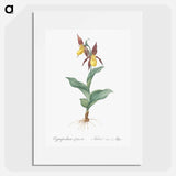 Lady's slipper orchid illustration - ピエール ジョゼフ ルドゥーテ Poster.