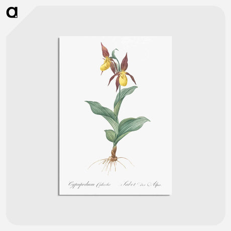 アートポストカード-Lady's slipper orchid illustration - ピエール ジョゼフ ルドゥーテ Postcard.