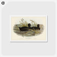 アートポストカード-Australian Coot
 - ジョン グールド Postcard.