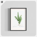 Buxus sempervirens fruticosa - ピエール ジョゼフ ルドゥーテ Poster.