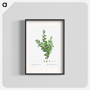 アートポスター-Buxus sempervirens fruticosa - ピエール ジョゼフ ルドゥーテ Poster.