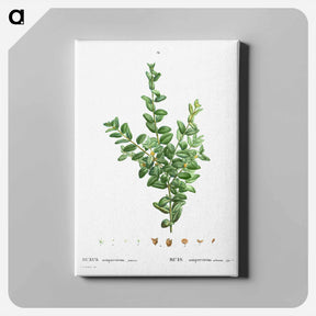 アートパネル-Buxus sempervirens fruticosa - ピエール ジョゼフ ルドゥーテ Canvas.