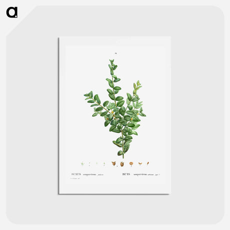 アートポストカード-Buxus sempervirens fruticosa - ピエール ジョゼフ ルドゥーテ Postcard.
