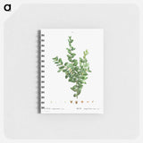 Buxus sempervirens fruticosa - ピエール ジョゼフ ルドゥーテ Memo.
