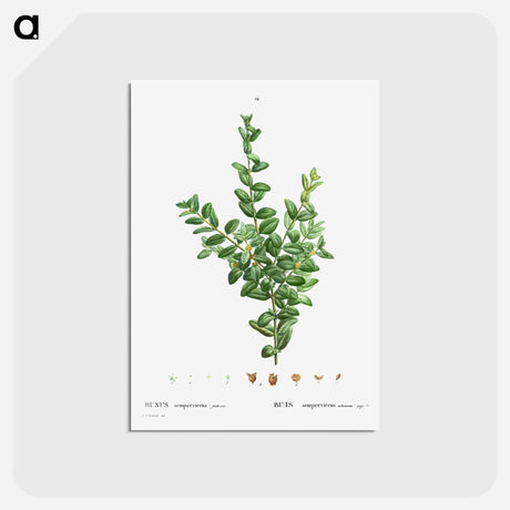 アートポストカード-Buxus sempervirens fruticosa - ピエール ジョゼフ ルドゥーテ Postcard.